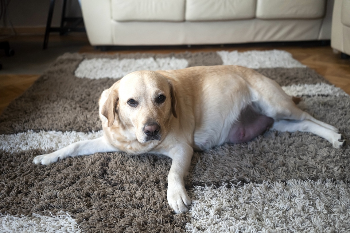 L’incontinenza urinaria: come capire se il nostro cane o gatto ne soffre e a cosa può essere legata